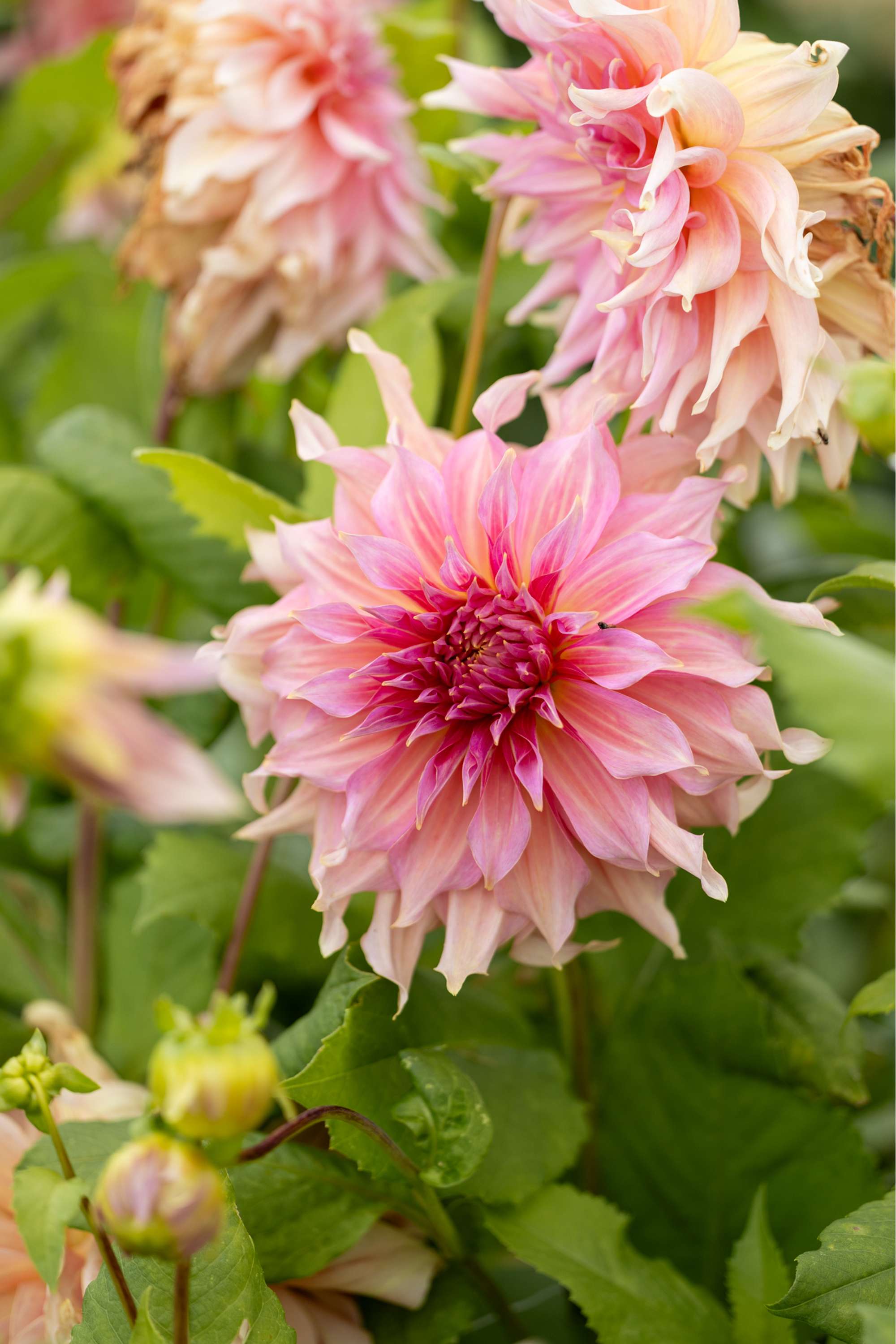 Dahlia 'Penhill Watermelon'